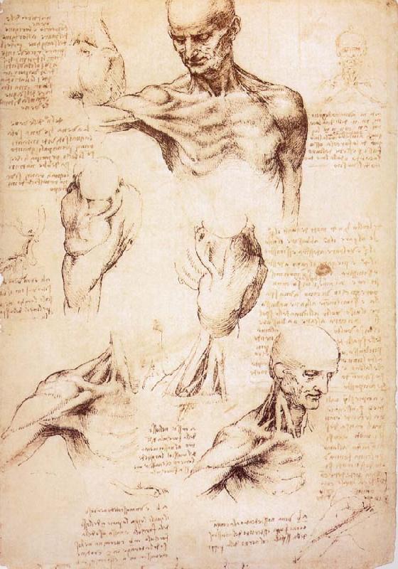 LEONARDO da Vinci The muscles of Thorax and shoulders in a lebnden person